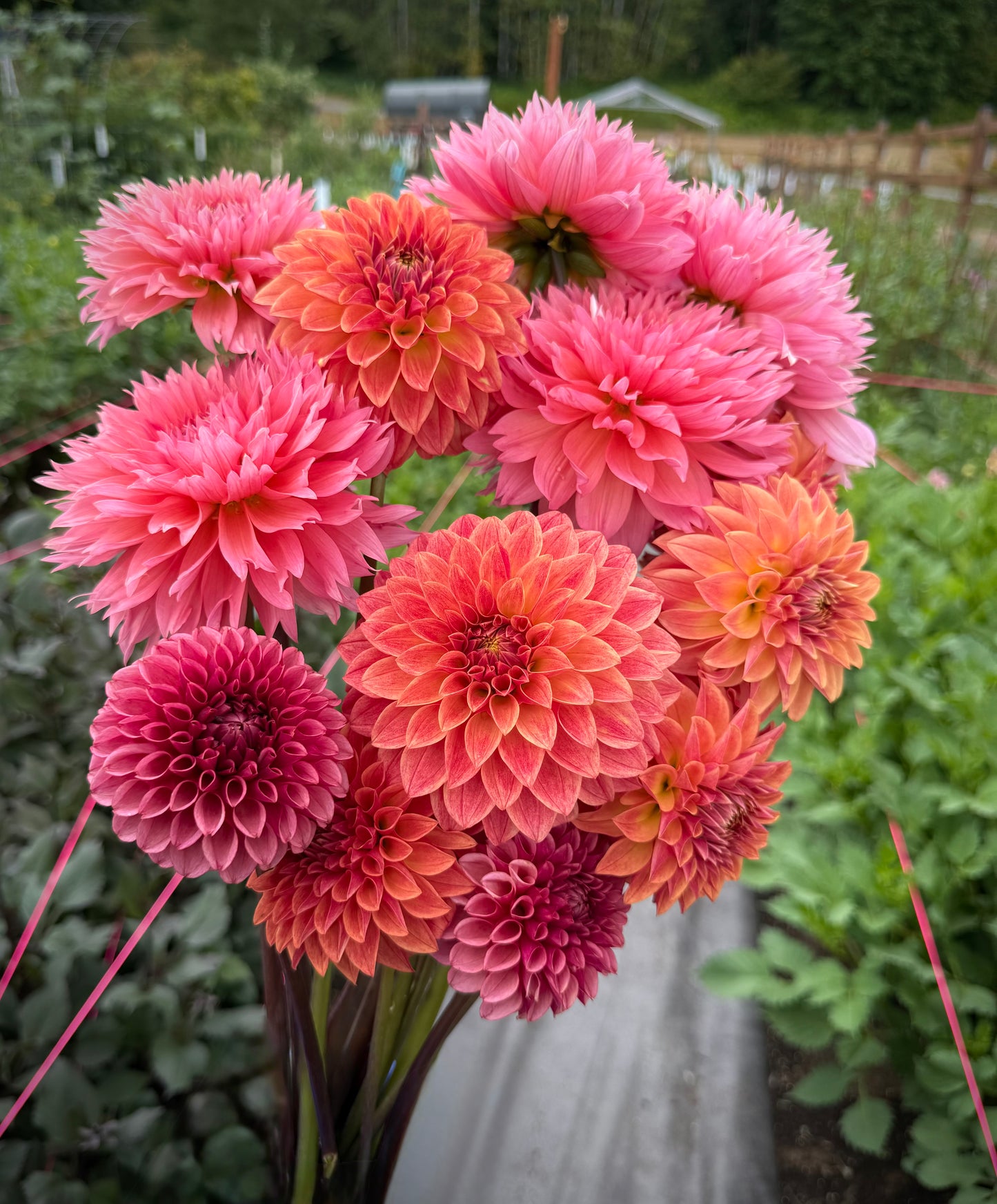 Lee’s Canella Fizz