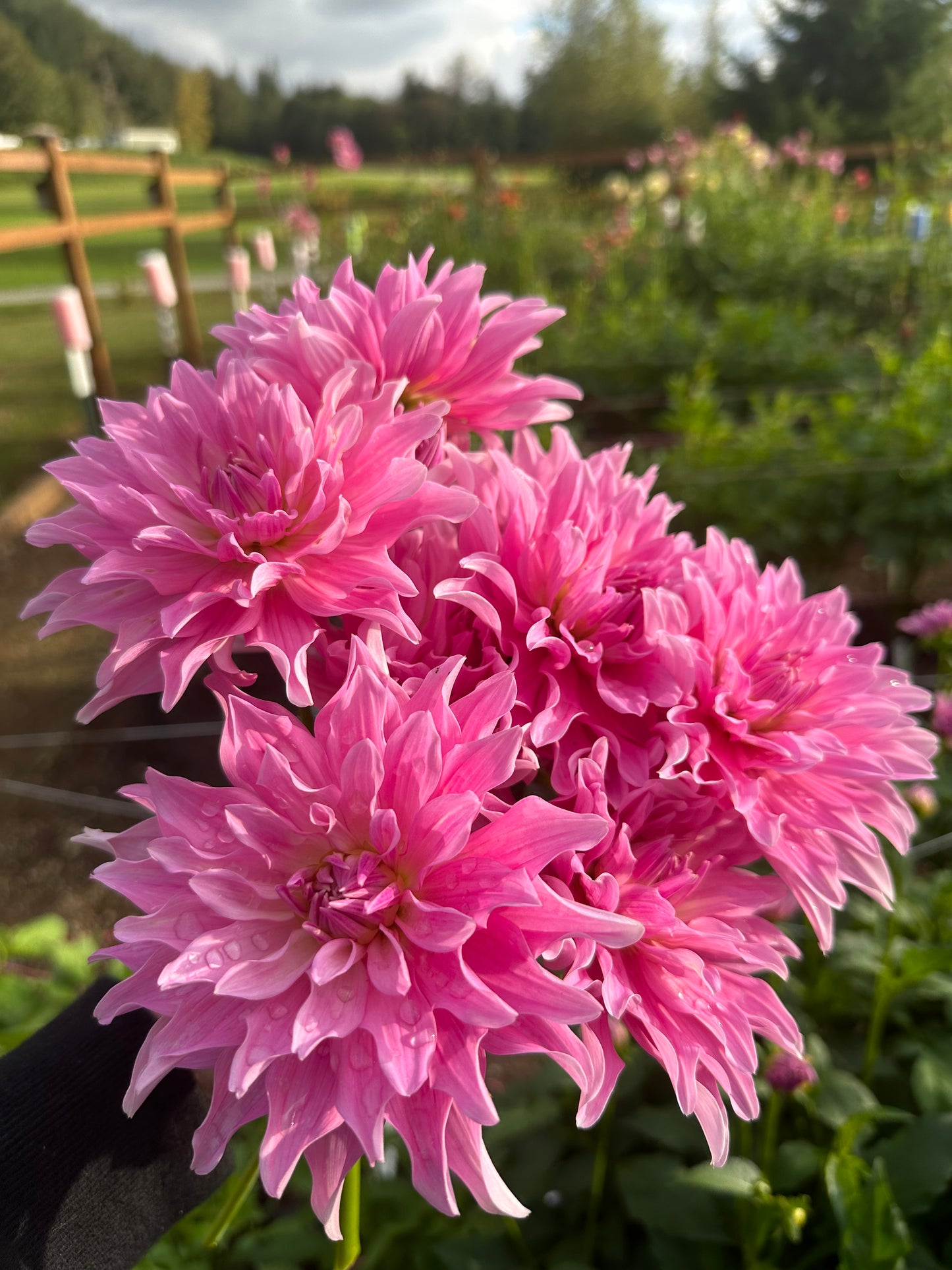 Mayan Pearl Rooted Cutting (Limit 2 per household)