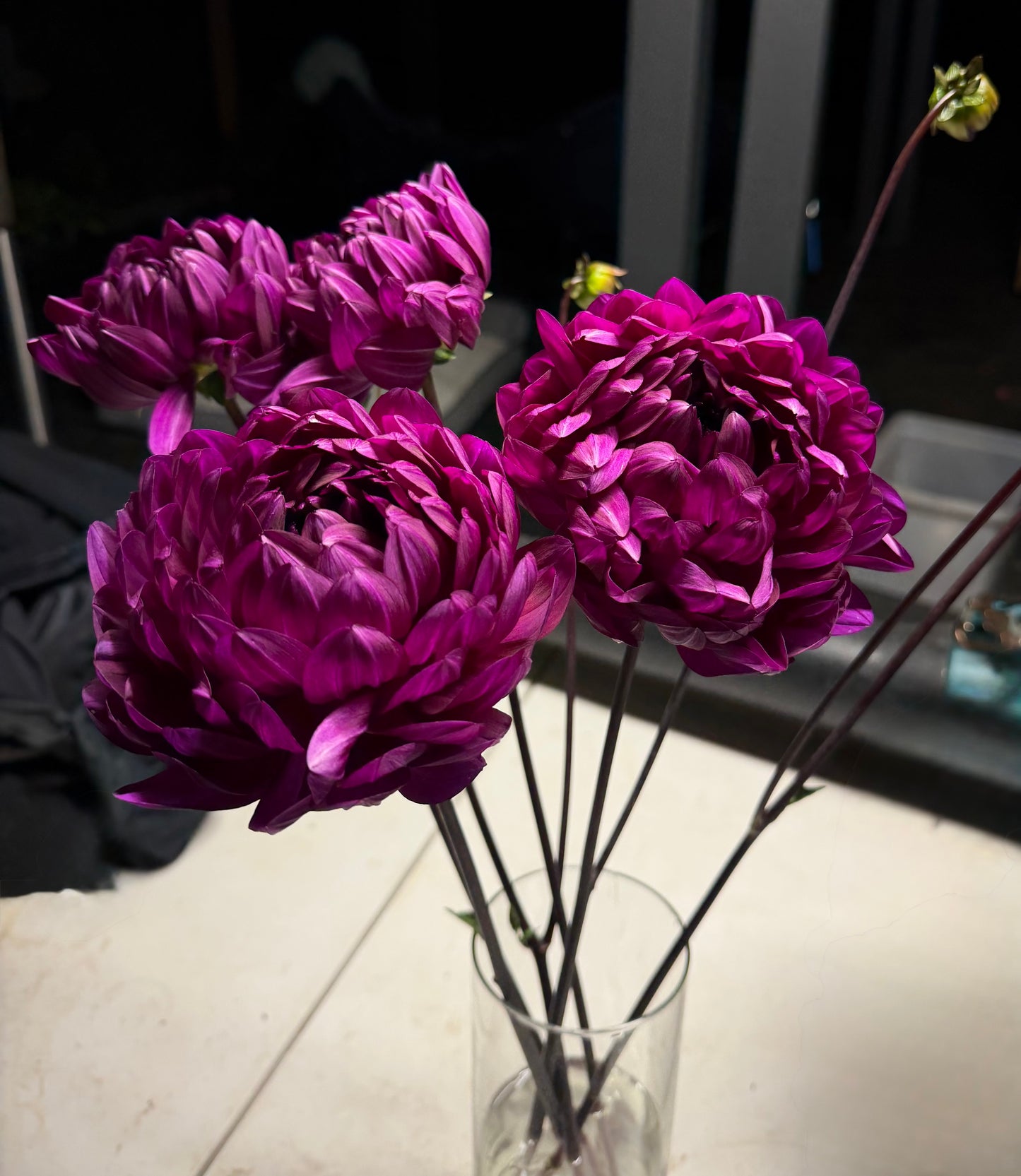 Sandia Regal Potted Cutting