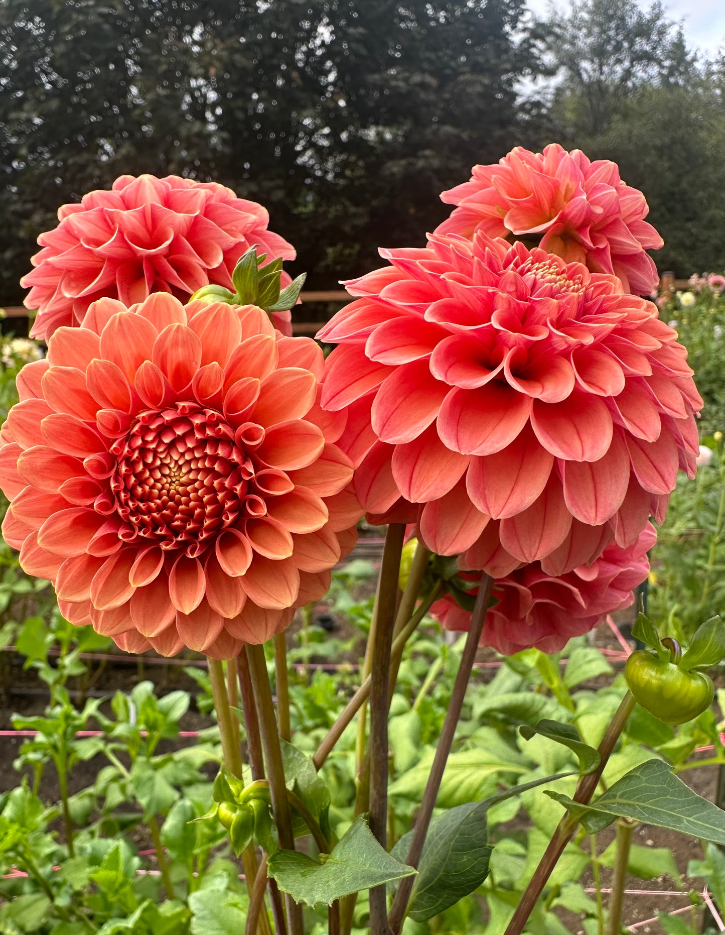 Rose Toscano