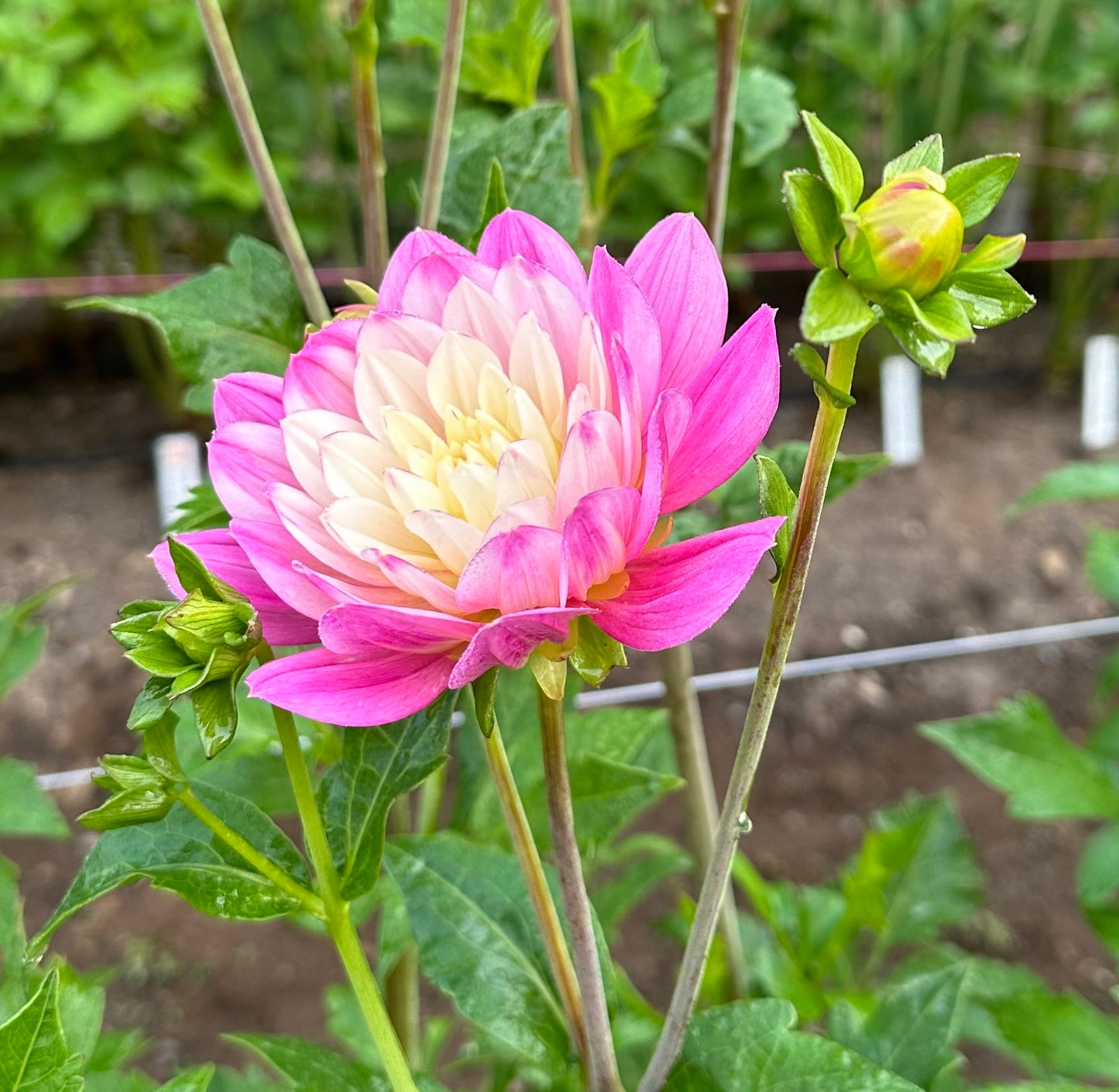 Hollyhill Pink Martini Rooted Cutting