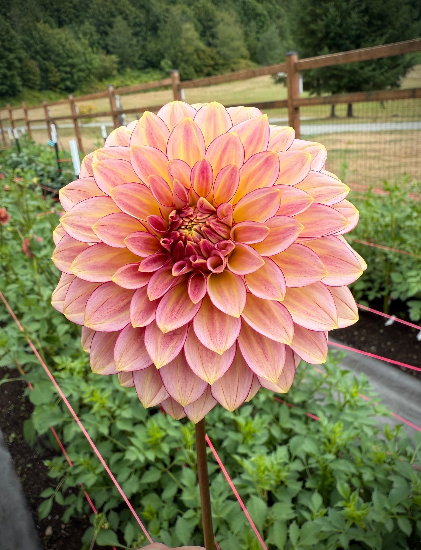 RM Raspberry Twinkle