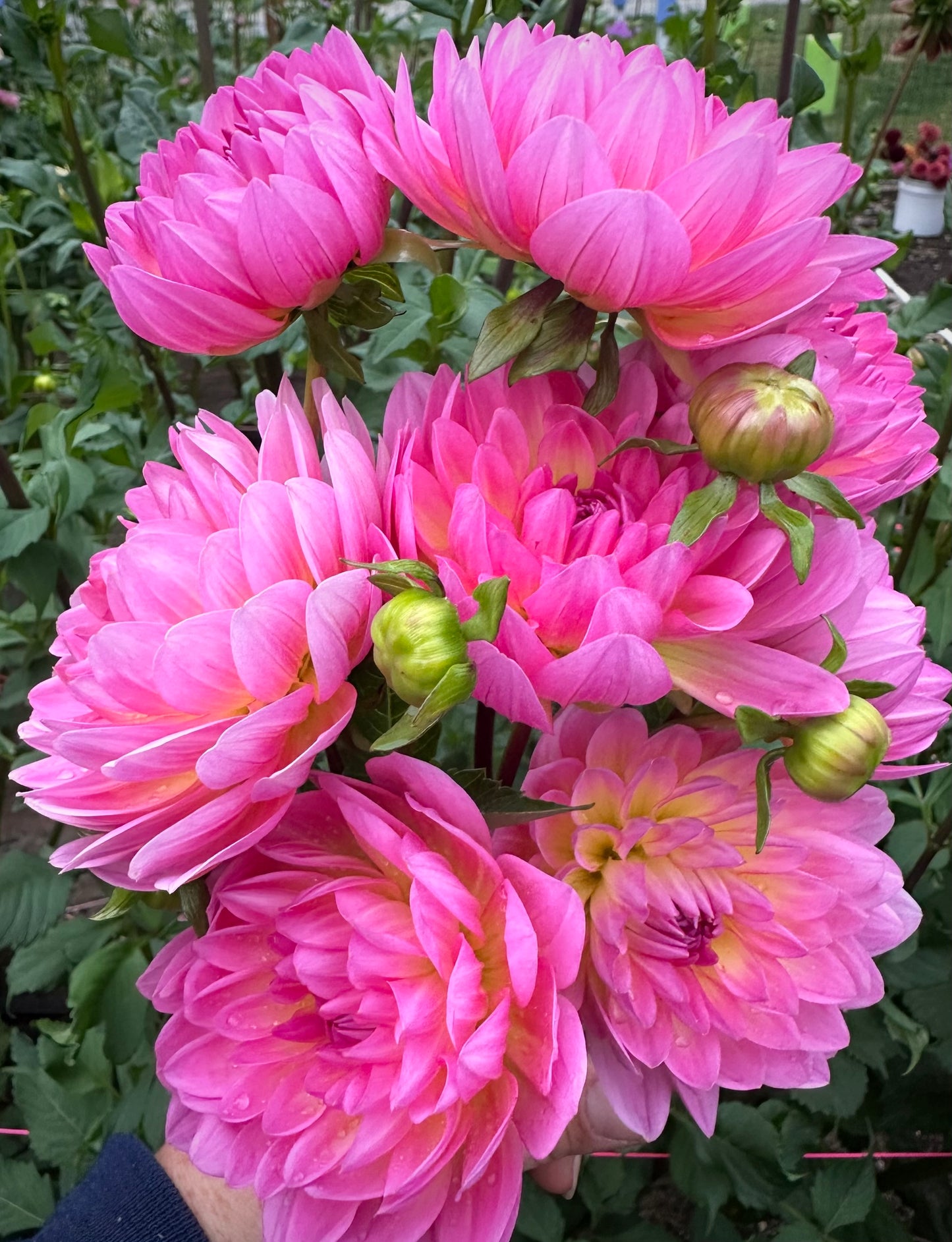 Ruthie G (B Grade Tuber)