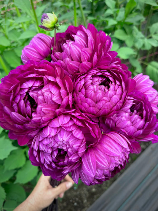 Sandia Regal Potted Cutting