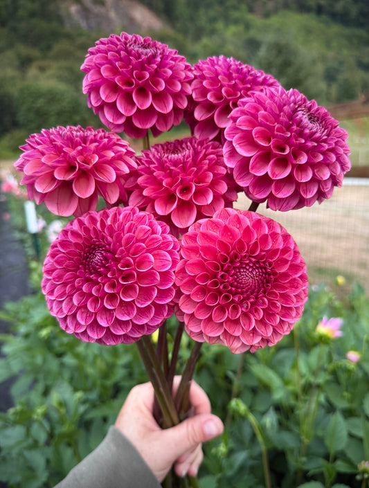 Levi’s Crimson Dawn