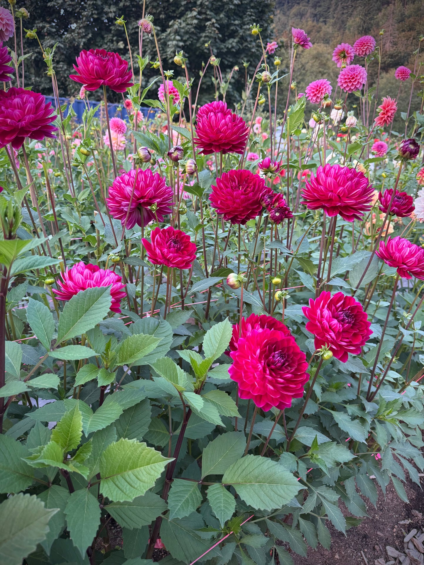 Sandia Bertha Potted Mini Tuber