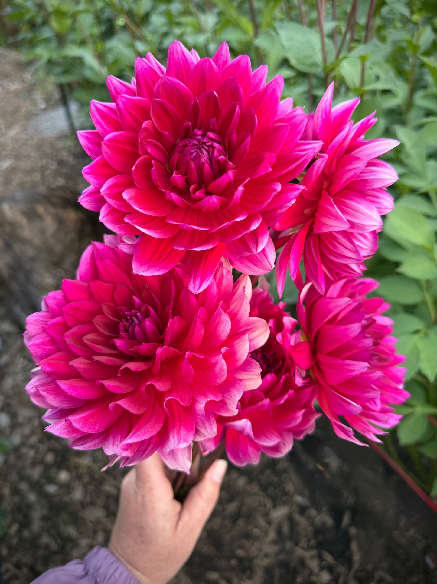 Hollyhill Pandora Rooted Cutting