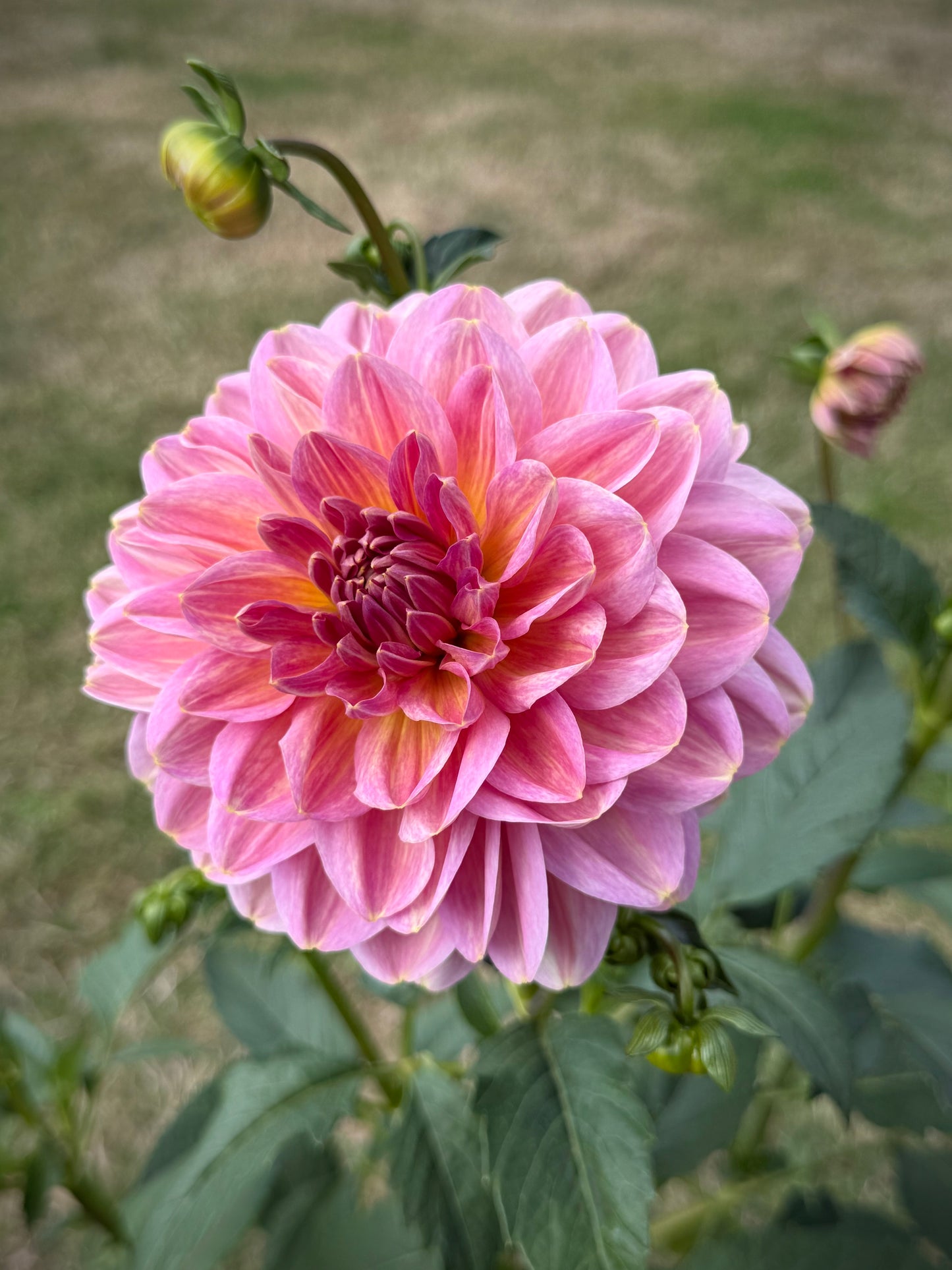 Hapet Old Charm Rooted Cutting