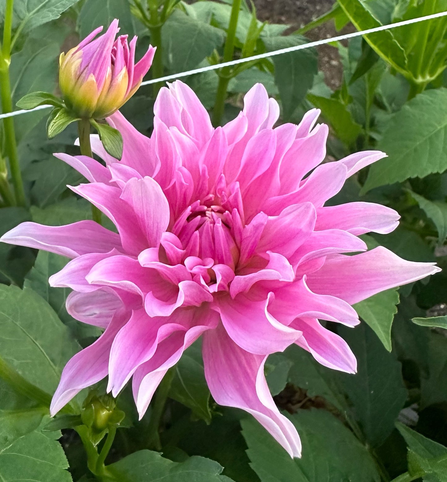 Mayan Pearl Rooted Cutting (Limit 2 per household)