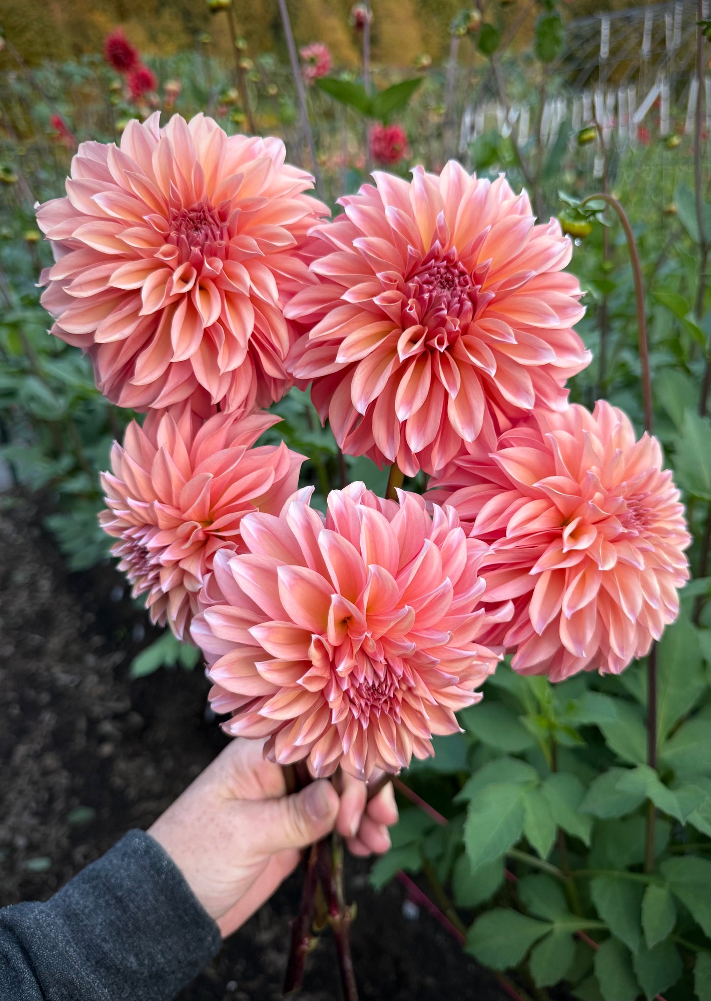 RM Whirleygig Rooted Cutting