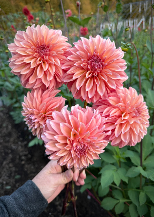 RM Whirleygig Rooted Cutting