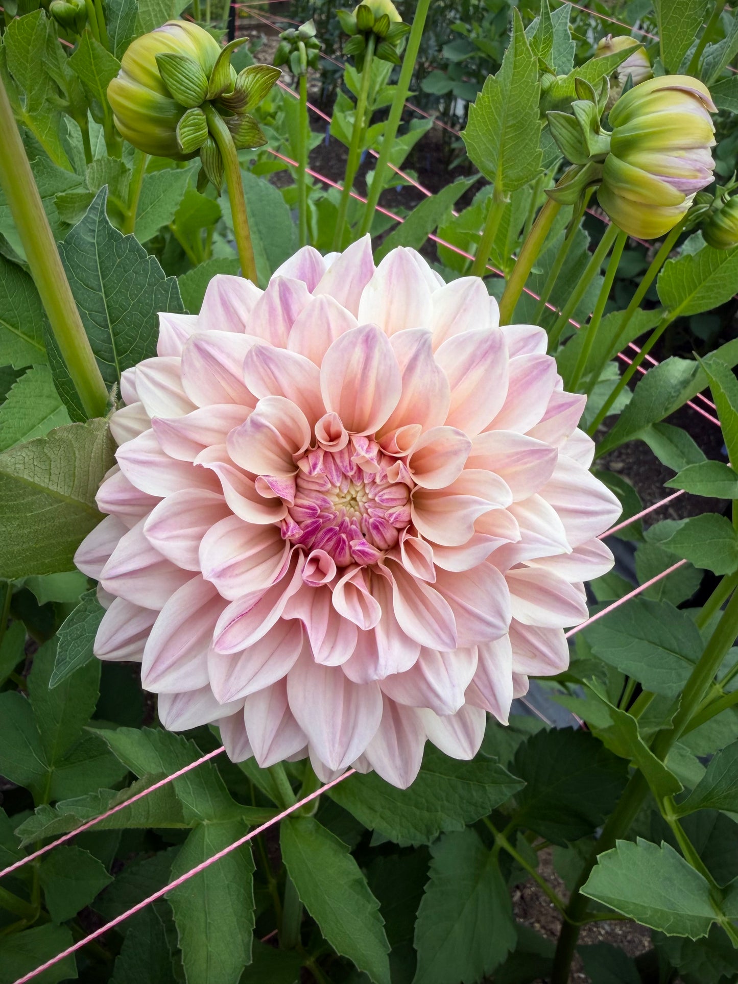 Florelie Antique Potted Cutting
