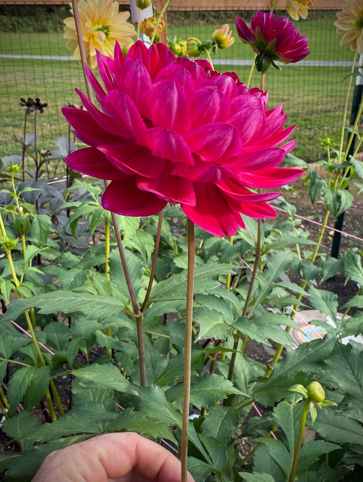 Sandia Bertha Rooted Cutting (limit 2 per household)