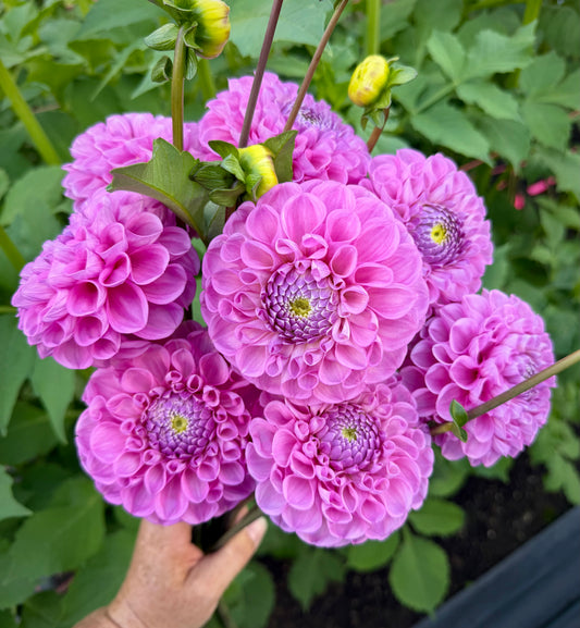 DL’s Shy Violet Potted Cutting