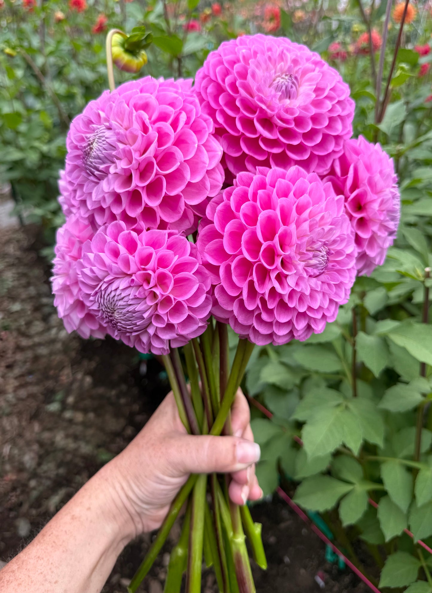 20th Avenue Old Major