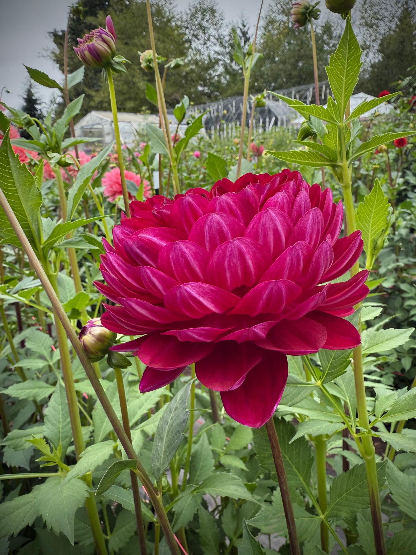 Sandia Bertha Potted Mini Tuber