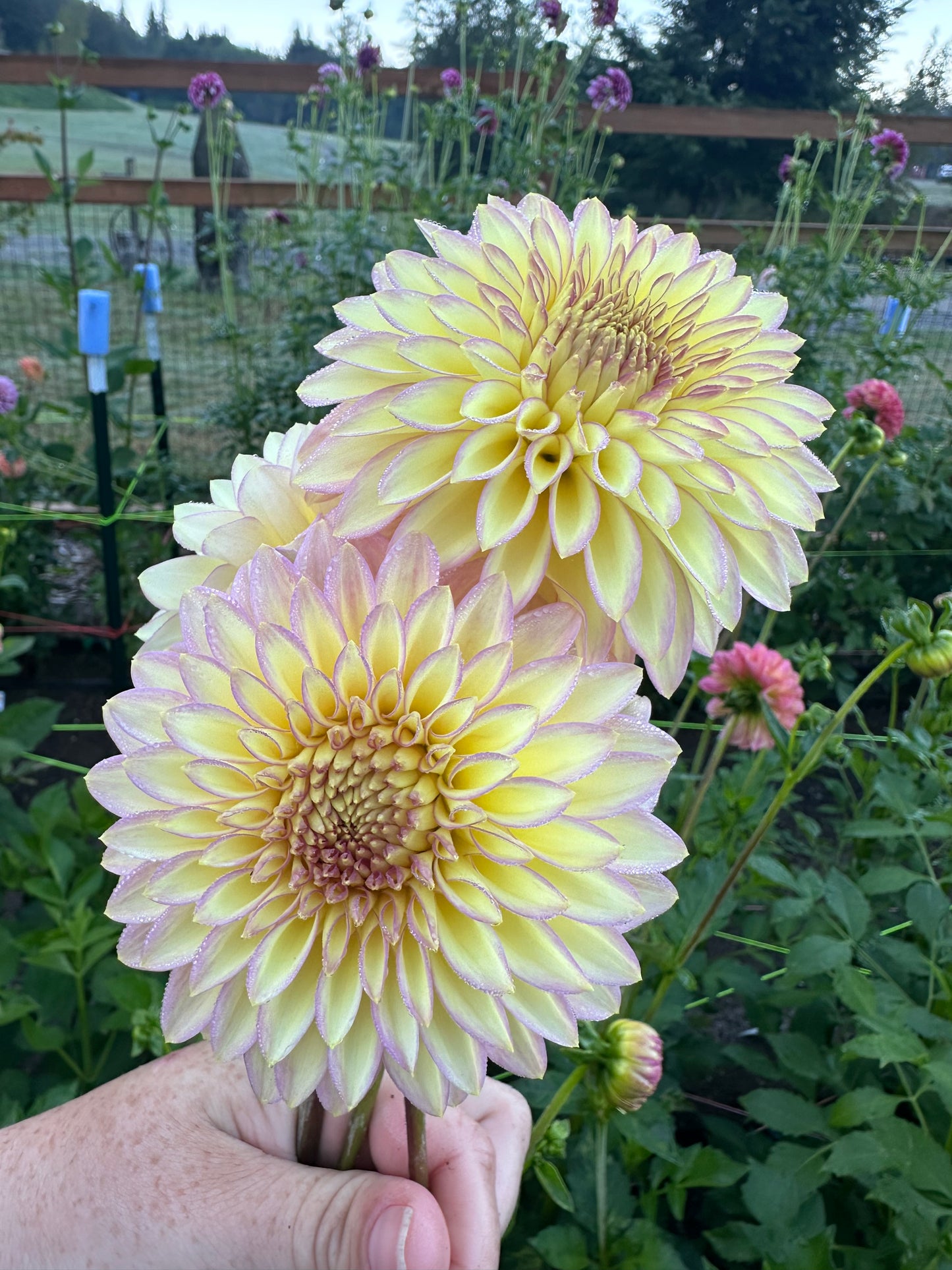 Bloomquist Blush Rooted Cutting (Limit 2 per household)