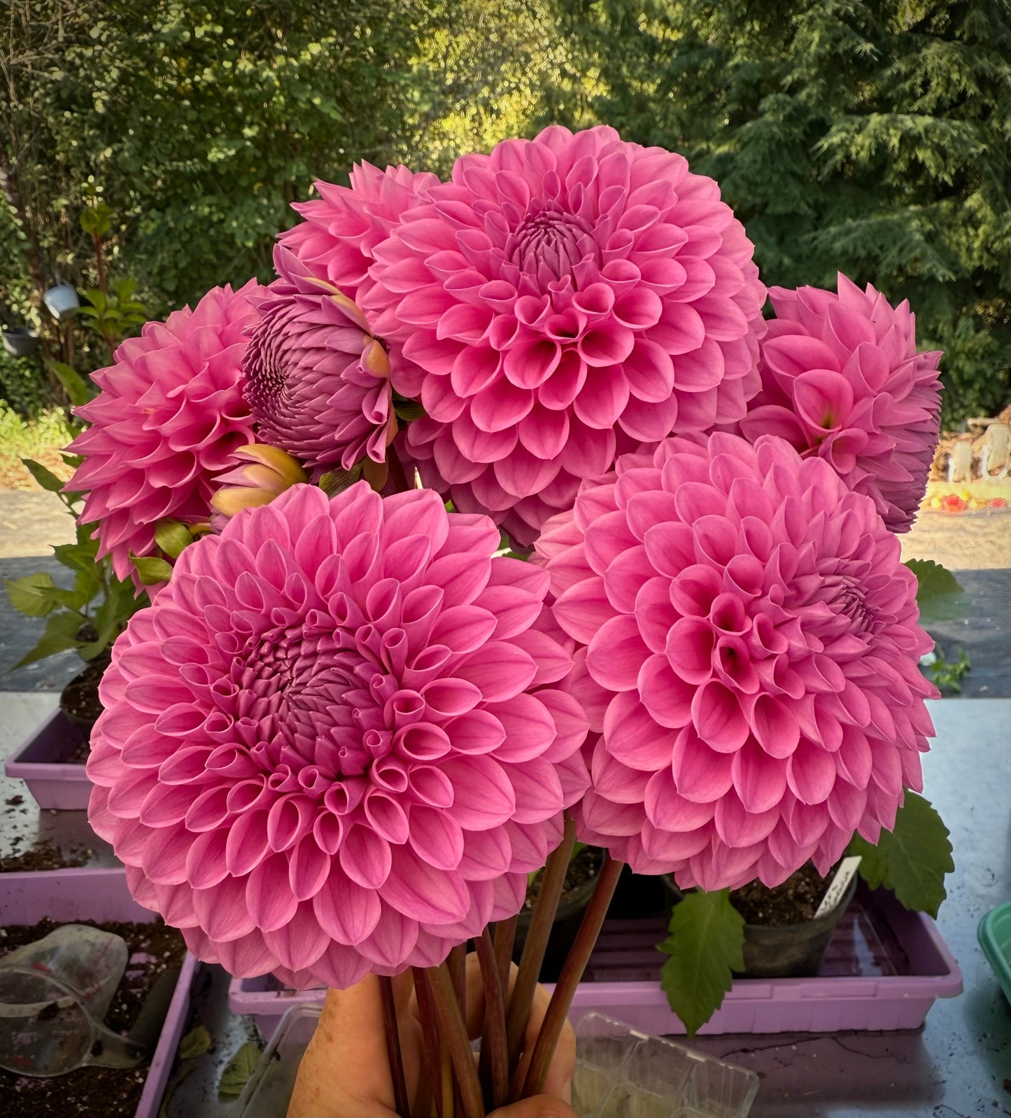 20th Avenue Tranquility