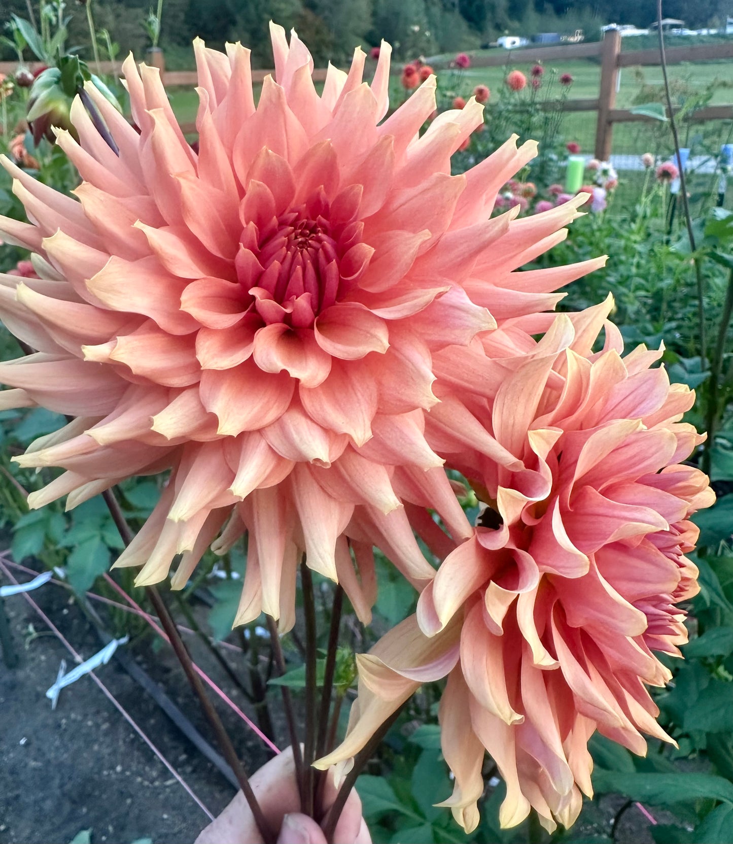 Terracotta
