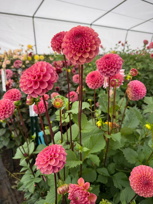 Levi’s Crimson Dawn Potted Cutting