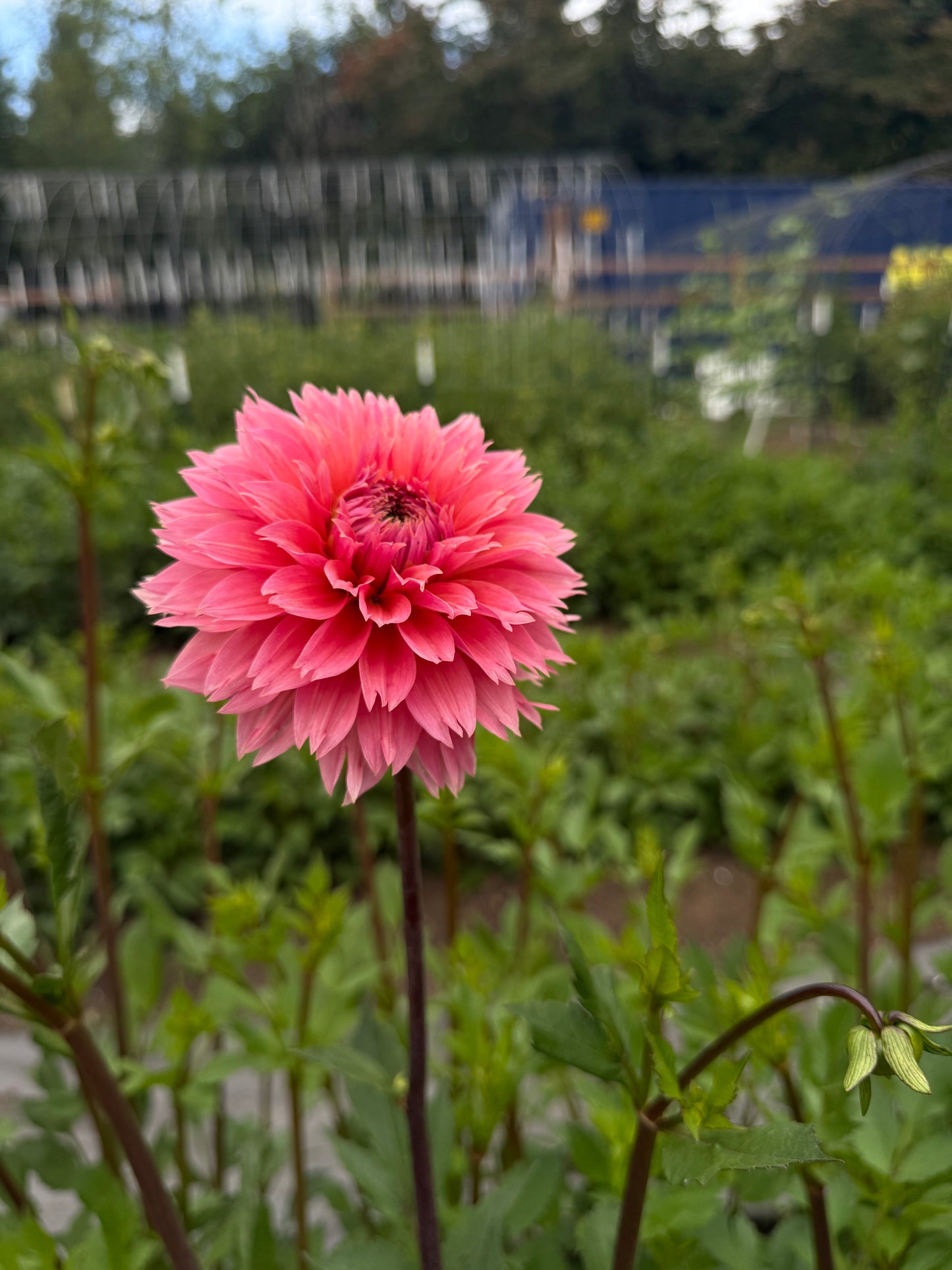 Lee’s Canella Fizz