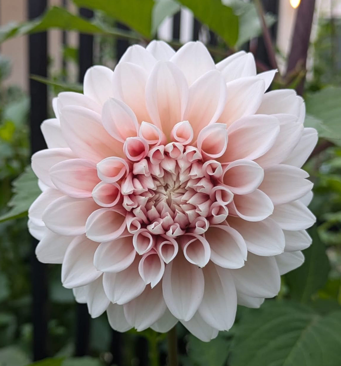 Lee’s Pineberry Trifle Rooted Cutting