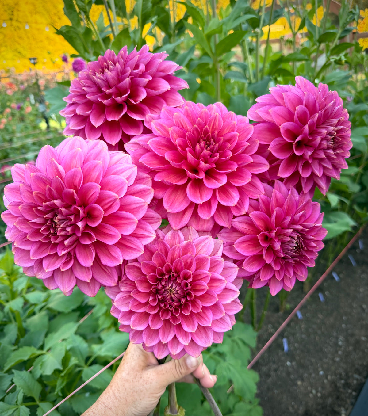 Florelie Guava
