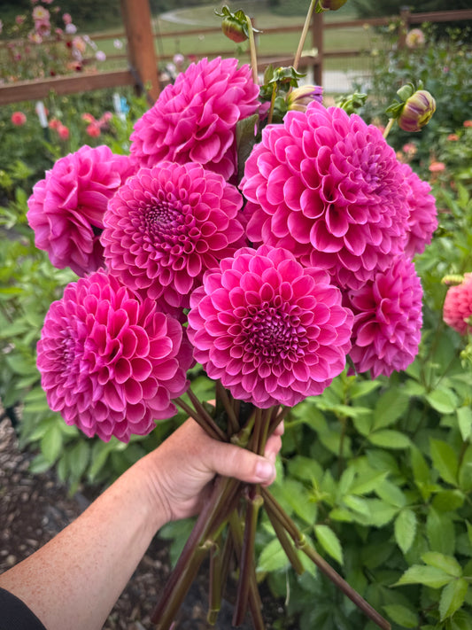 GC Pink Lemonade