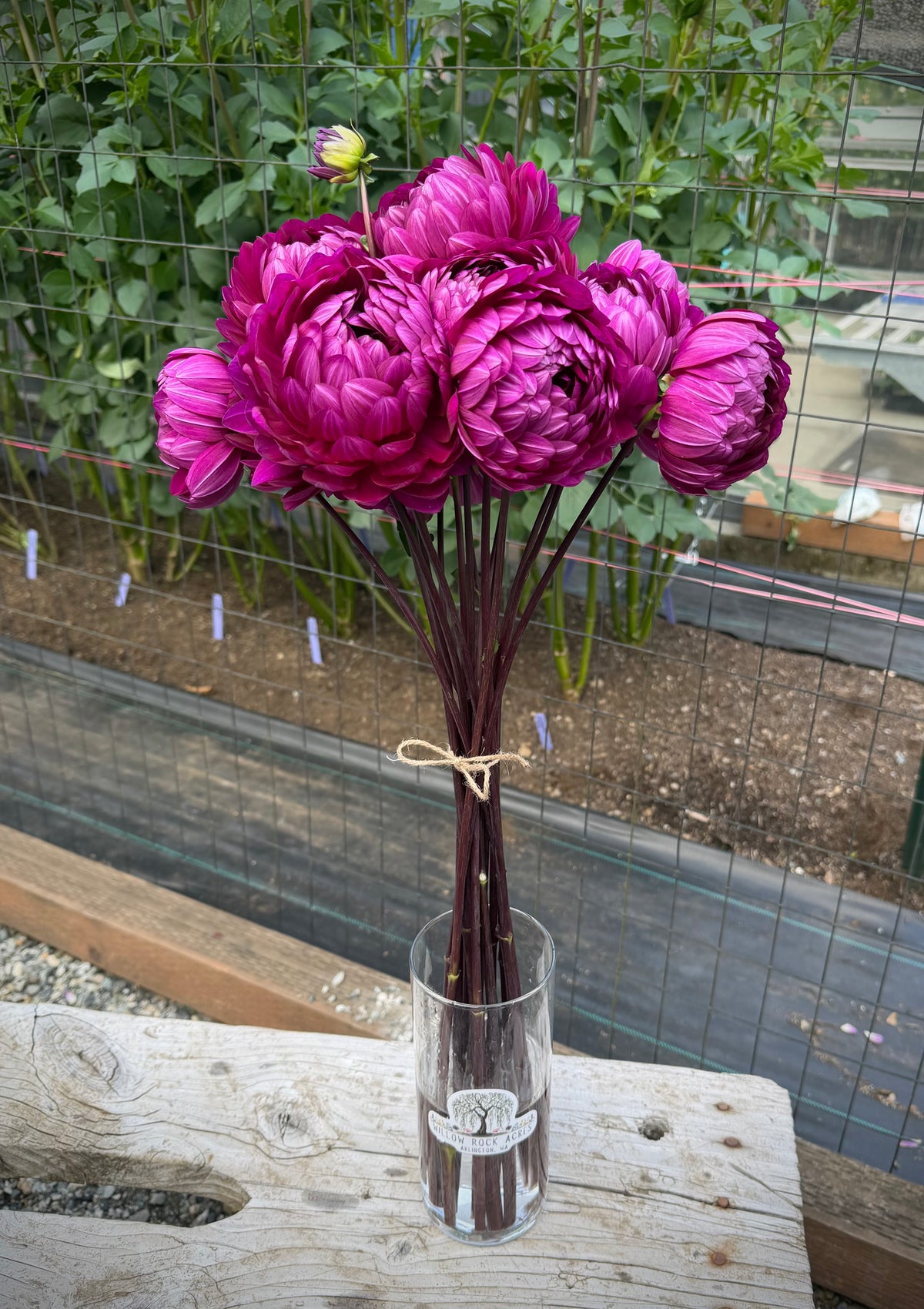 Sandia Regal Potted Cutting