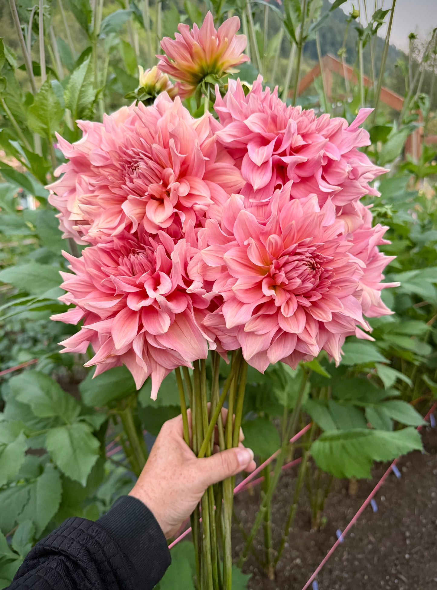 River’s Winnifred Potted Cutting