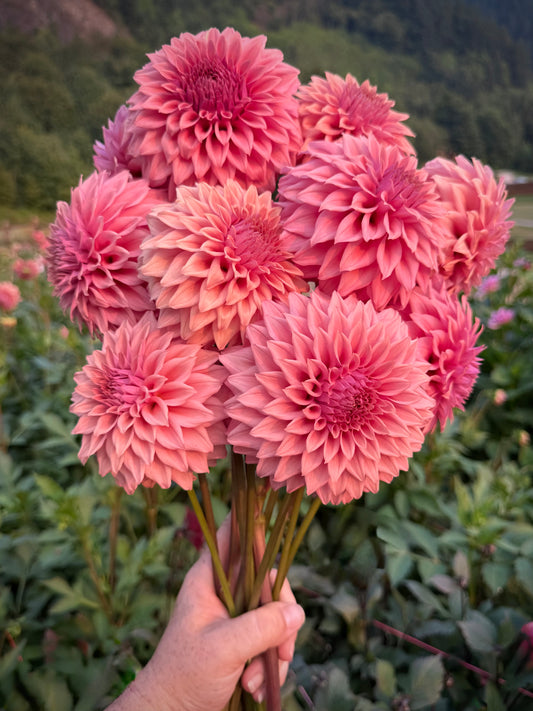 Lee’s Swiss Miss