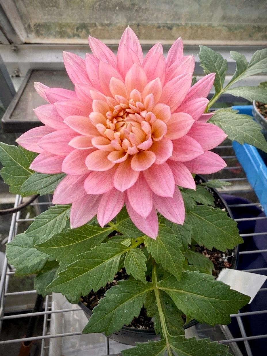 Carmen Lotus Rooted Cutting