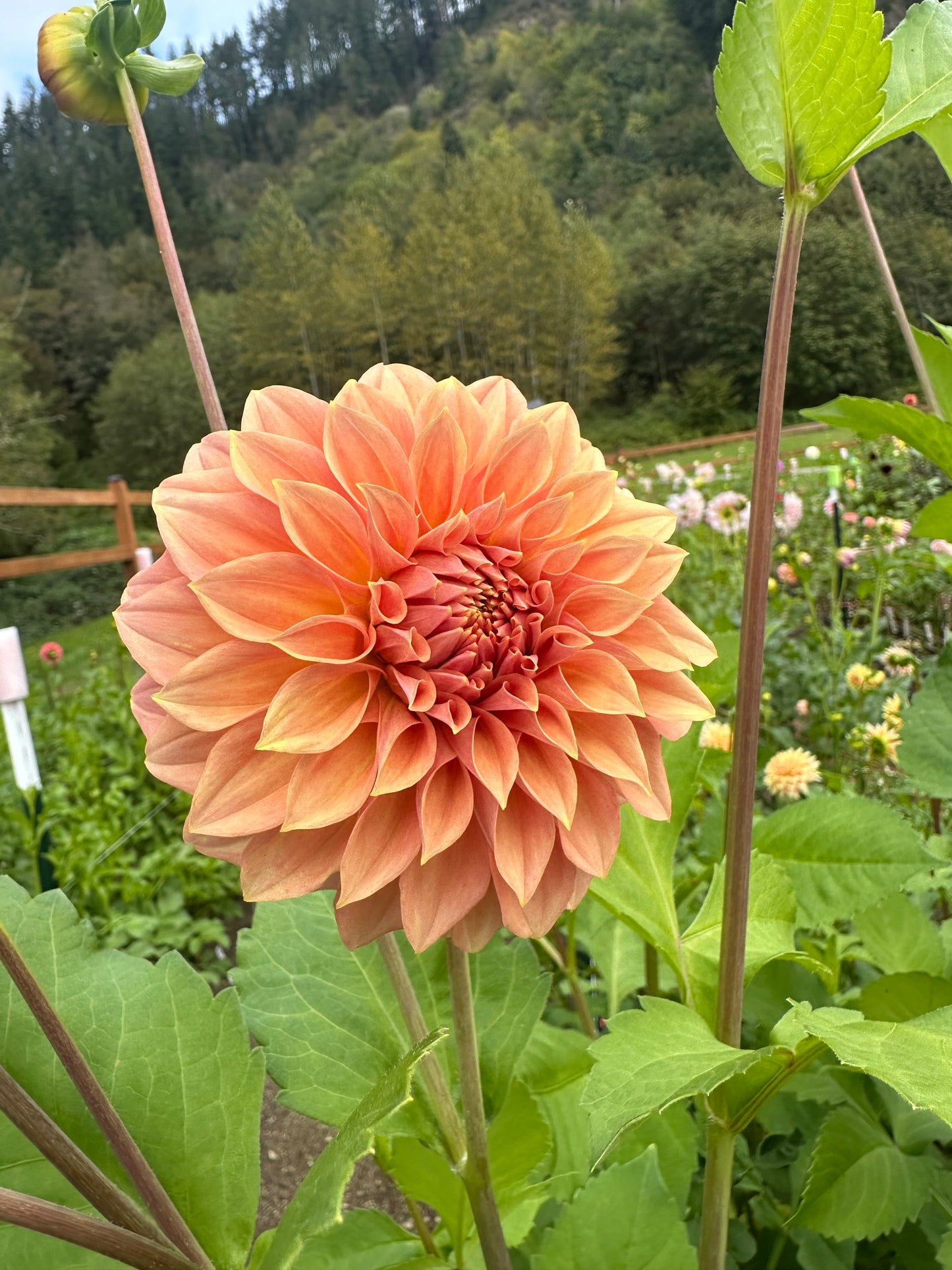 RM Goldenhour Rooted Cutting