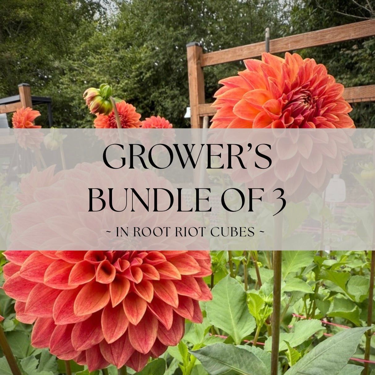 Grower's Bundle of 3 Levi's Nara Rooted Cuttings - 20% Savings