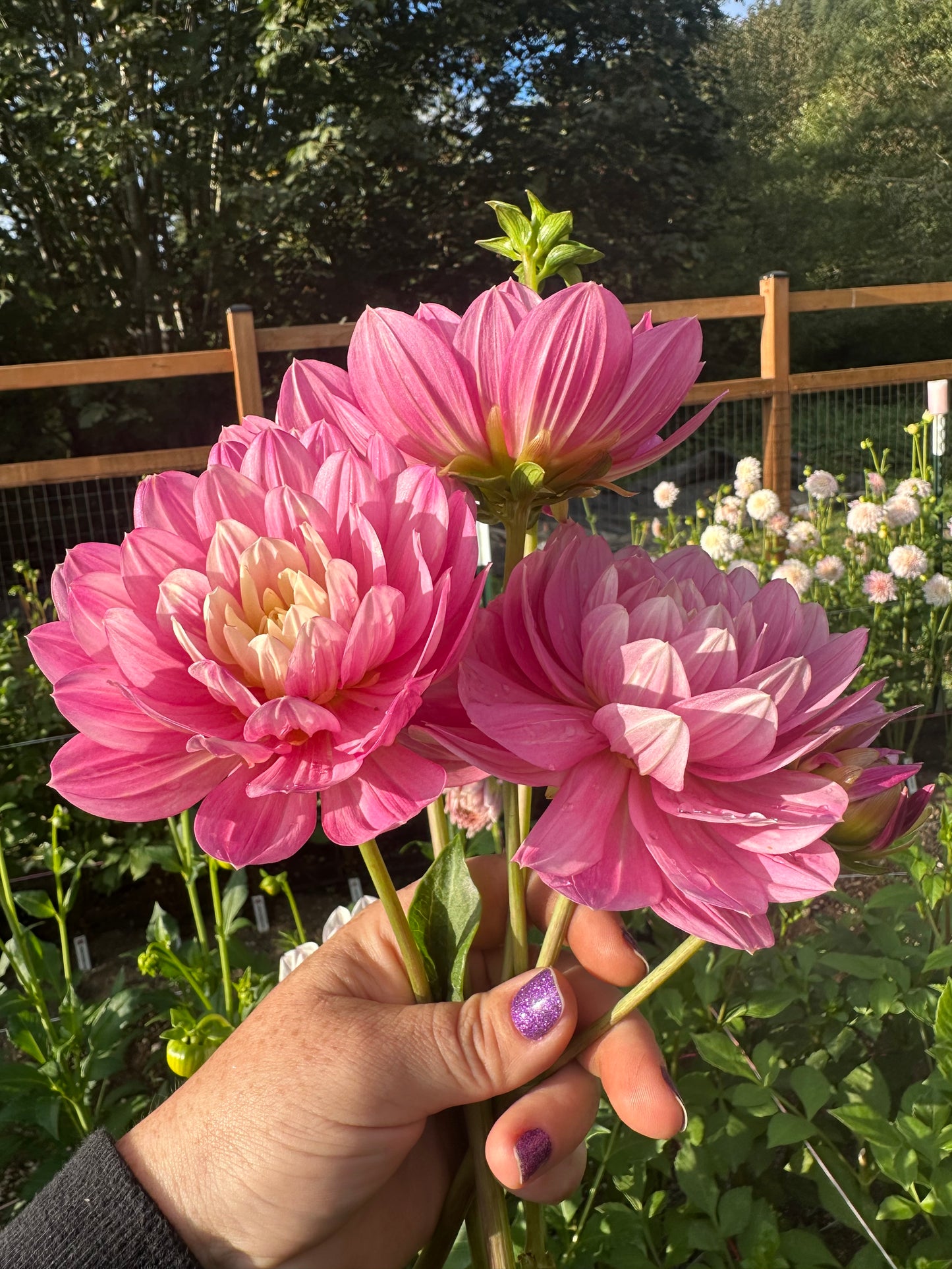 Hollyhill Pink Martini Rooted Cutting
