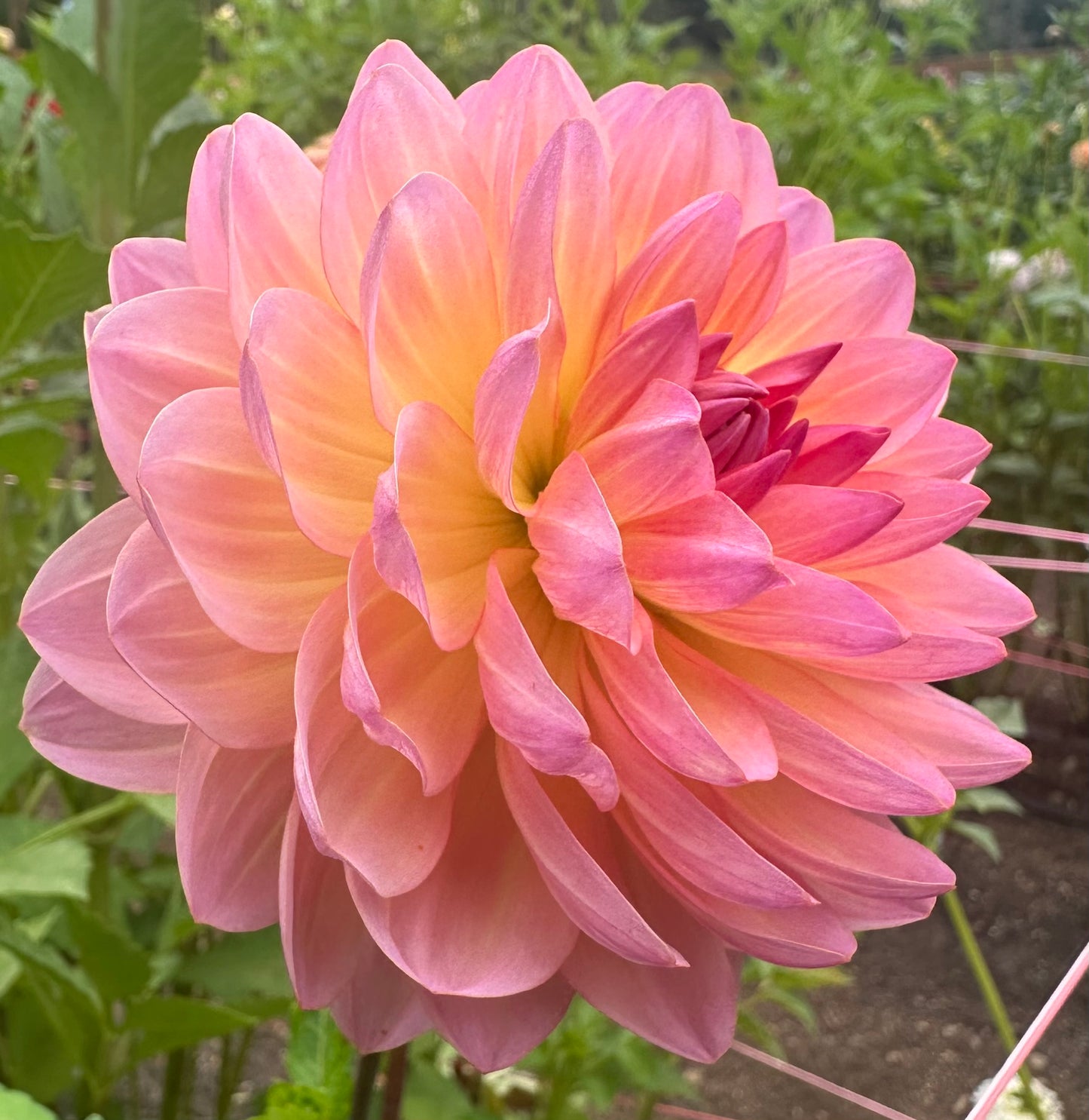 Sandia Bliss Rooted Cutting