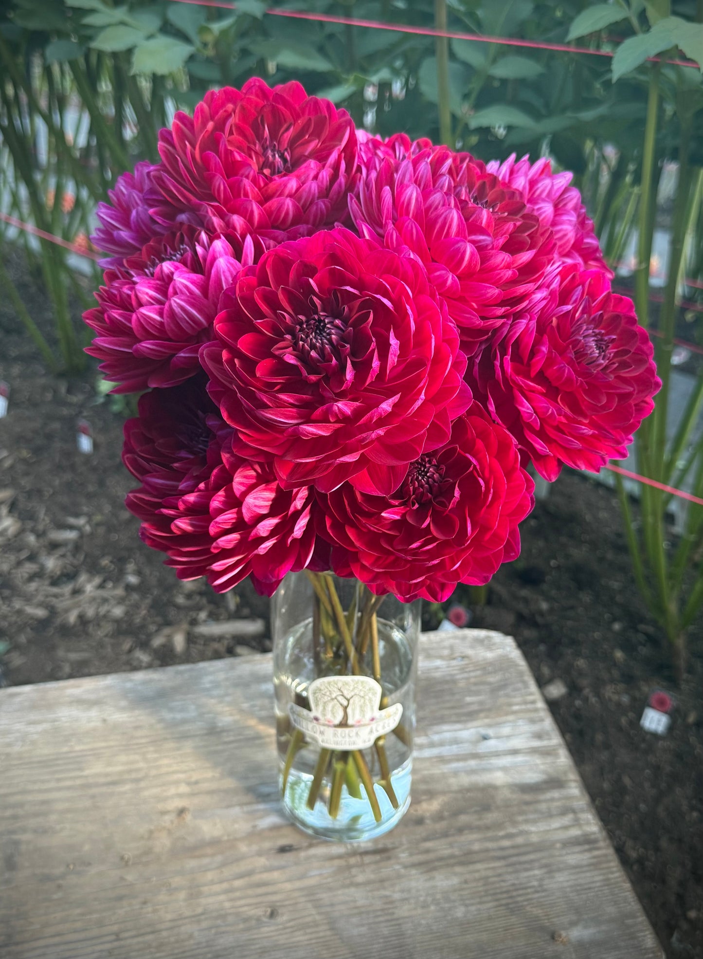 Sandia Bertha Potted Mini Tuber