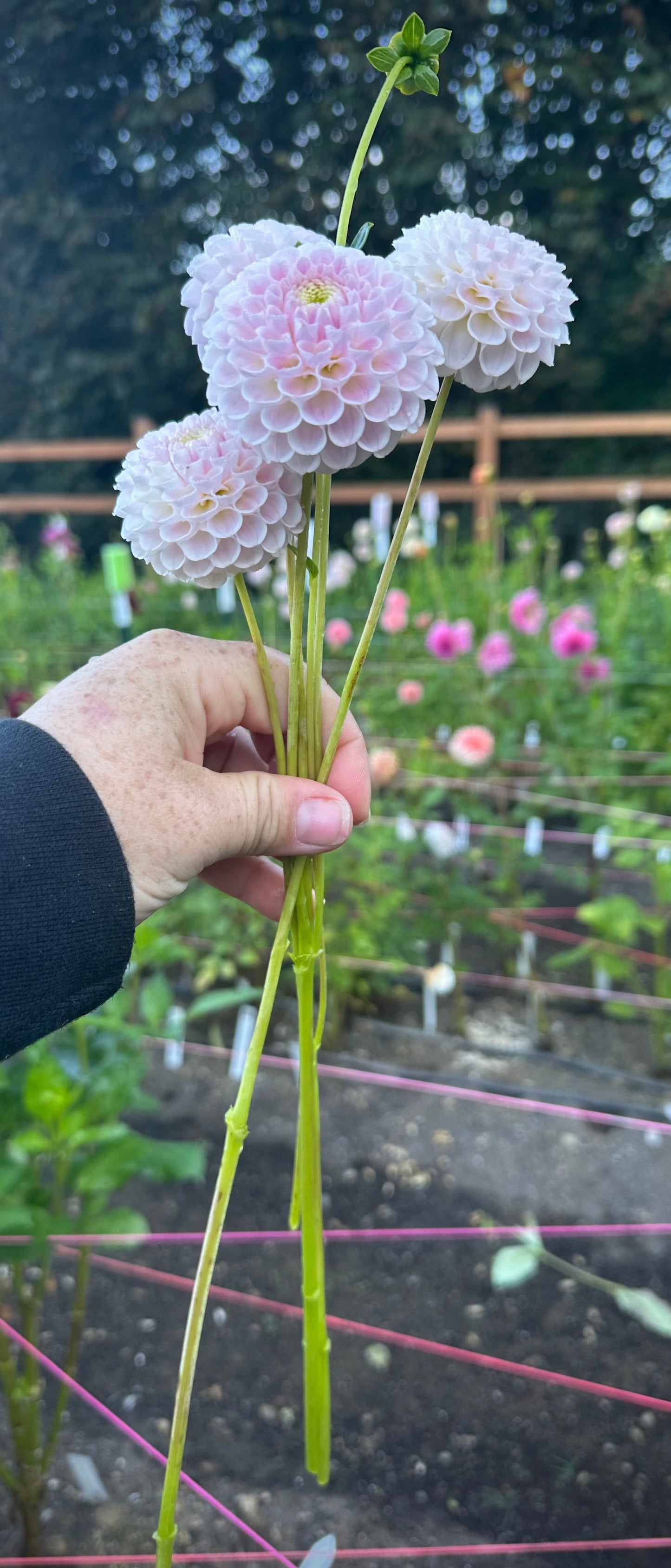 Hapet Barbie Rooted Cutting
