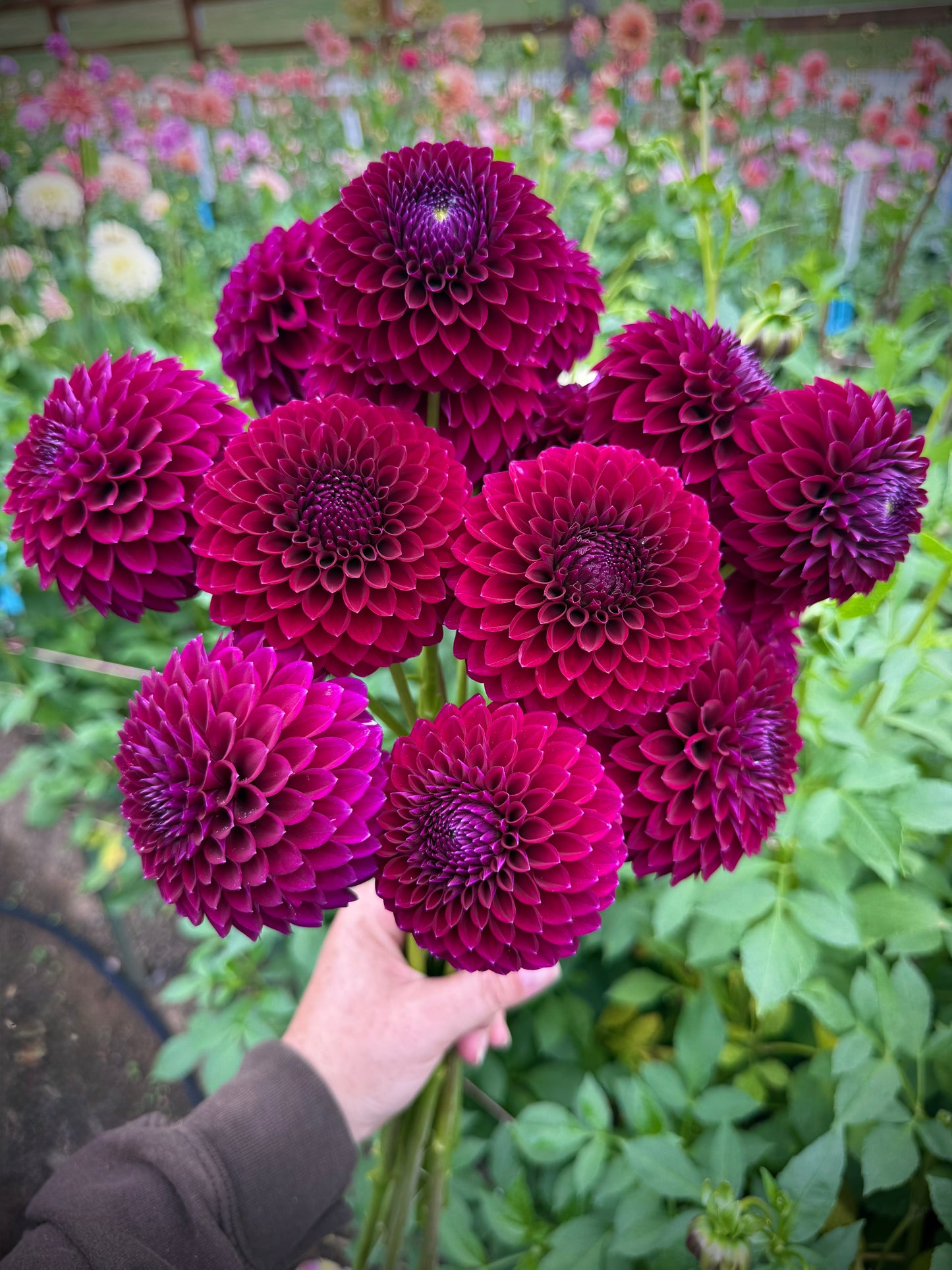 Saddlerock Tiny Giant