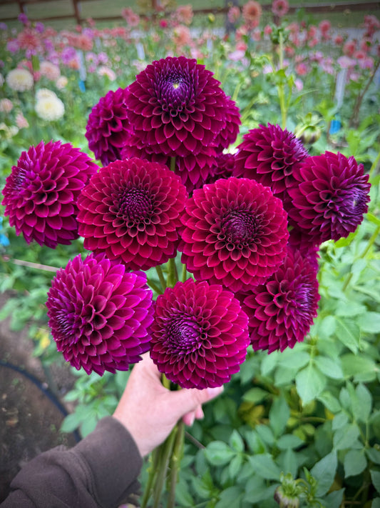 Saddlerock Tiny Giant