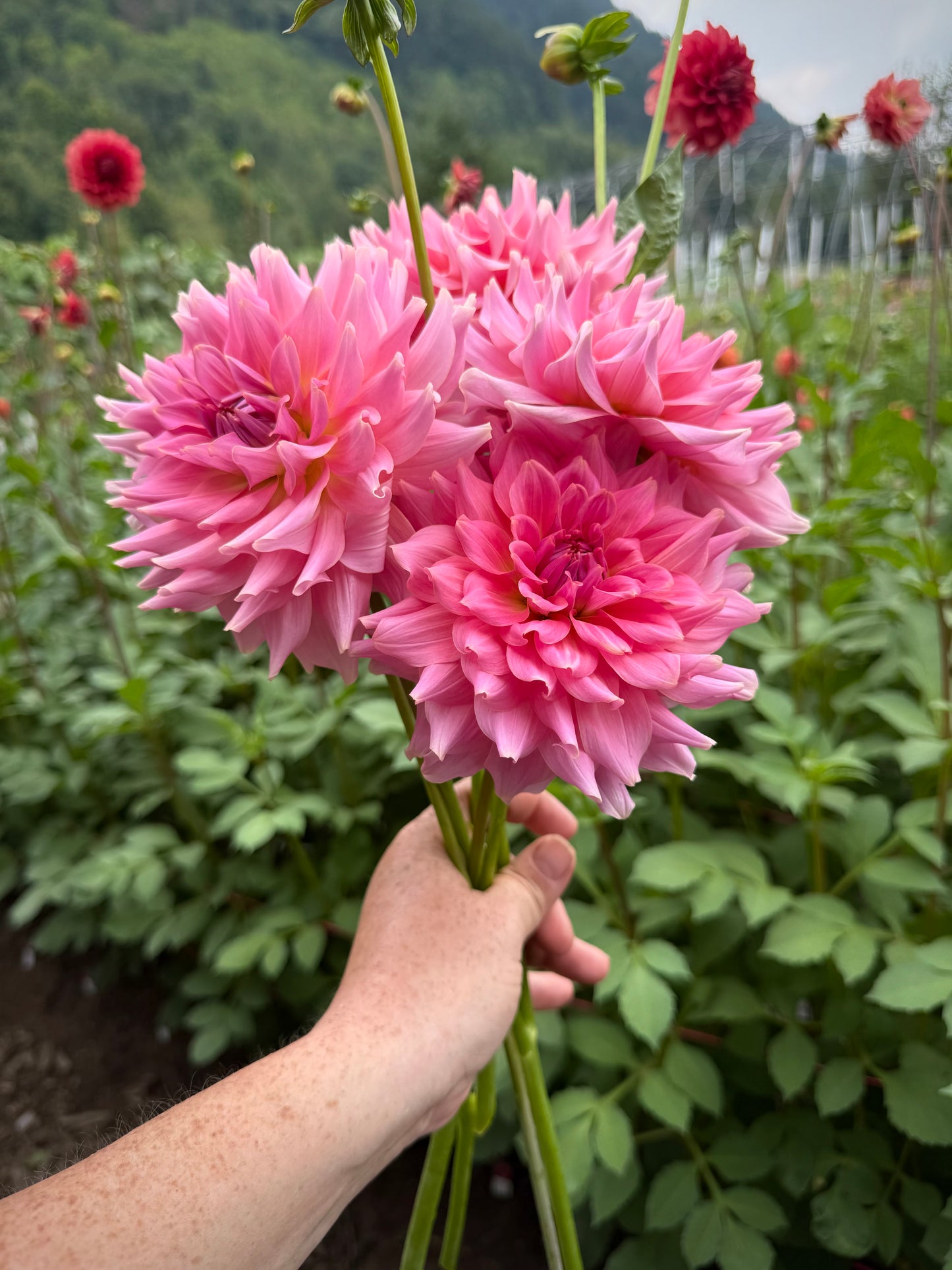 RM Fairy Wings Rooted Cutting