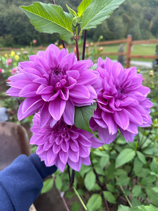 Lilac Time