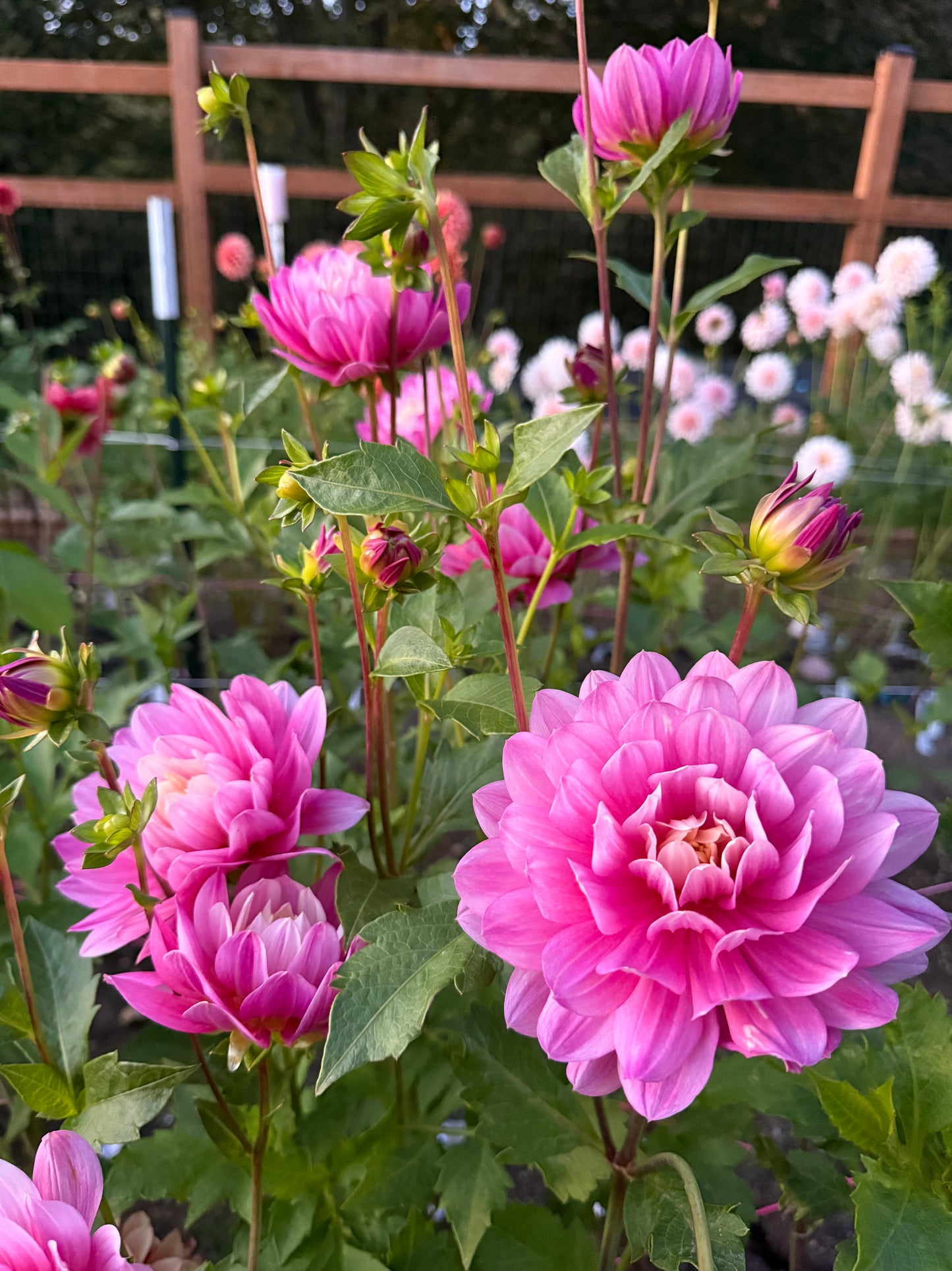 Hollyhill Pink Martini Rooted Cutting