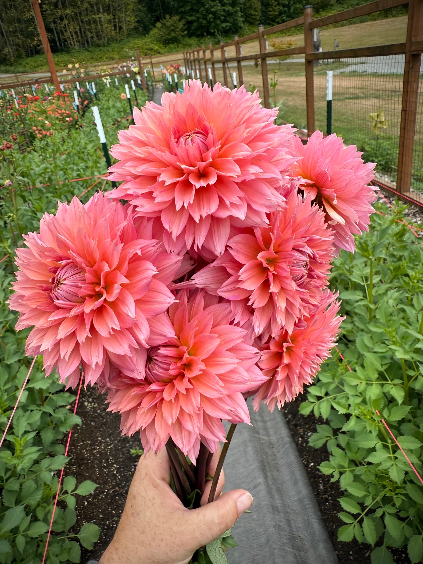 Lee’s Canella Fizz