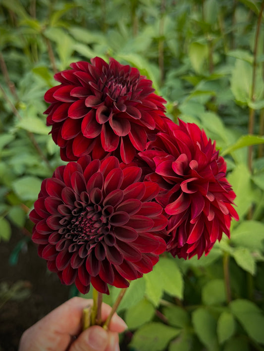 Kennedy Hill Black Capps