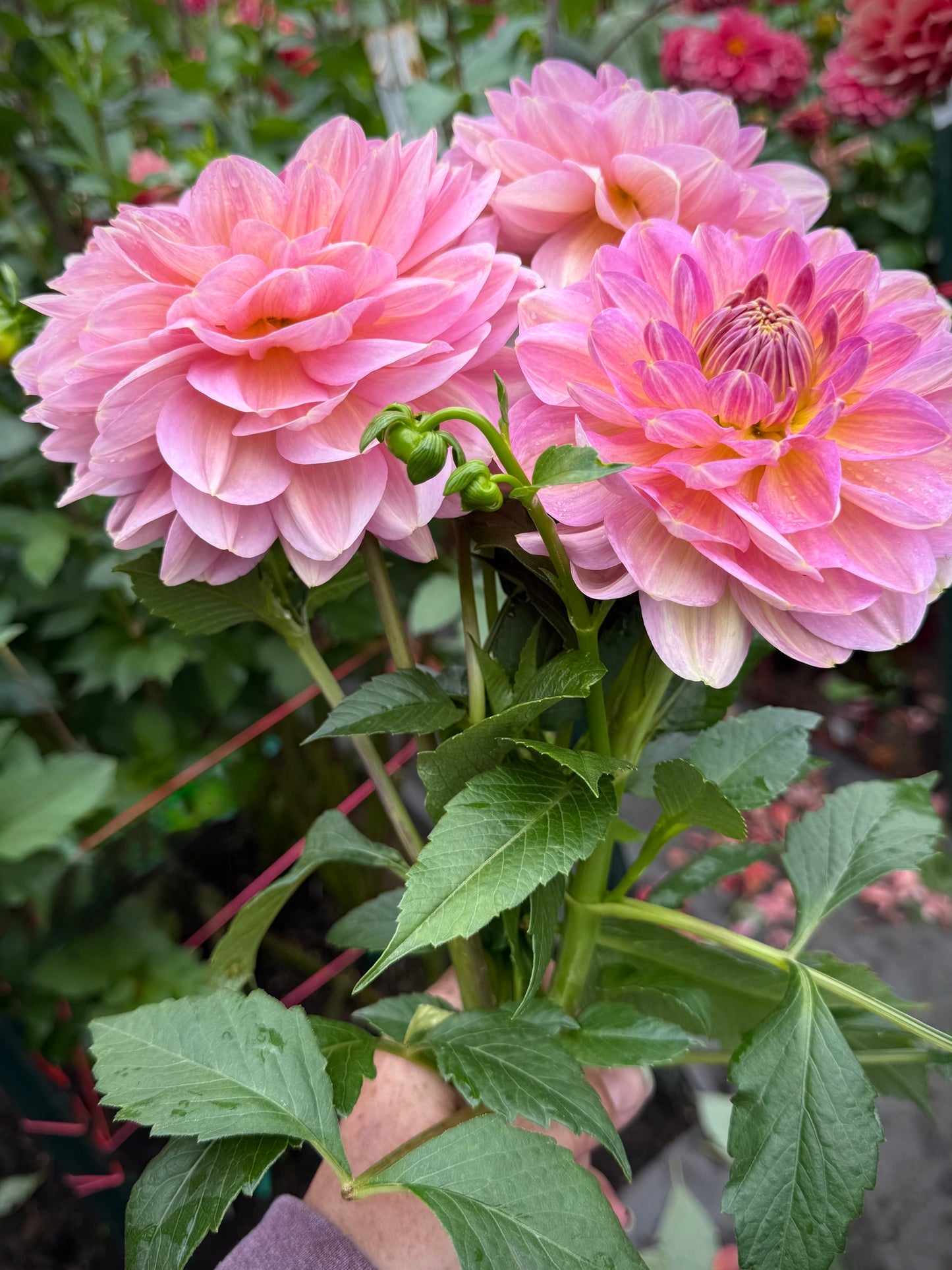 Hapet Old Charm Rooted Cutting