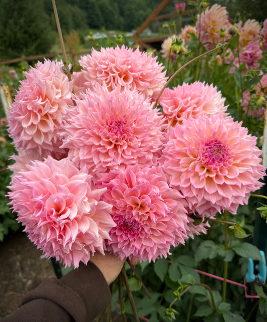 Lee’s Pink Grapefruit