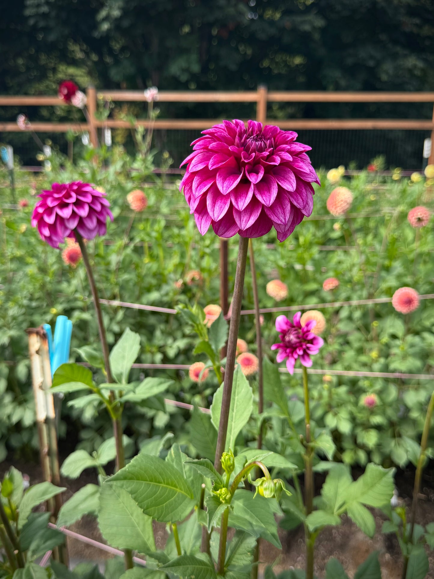 RM Berry Bliss Rooted Cutting