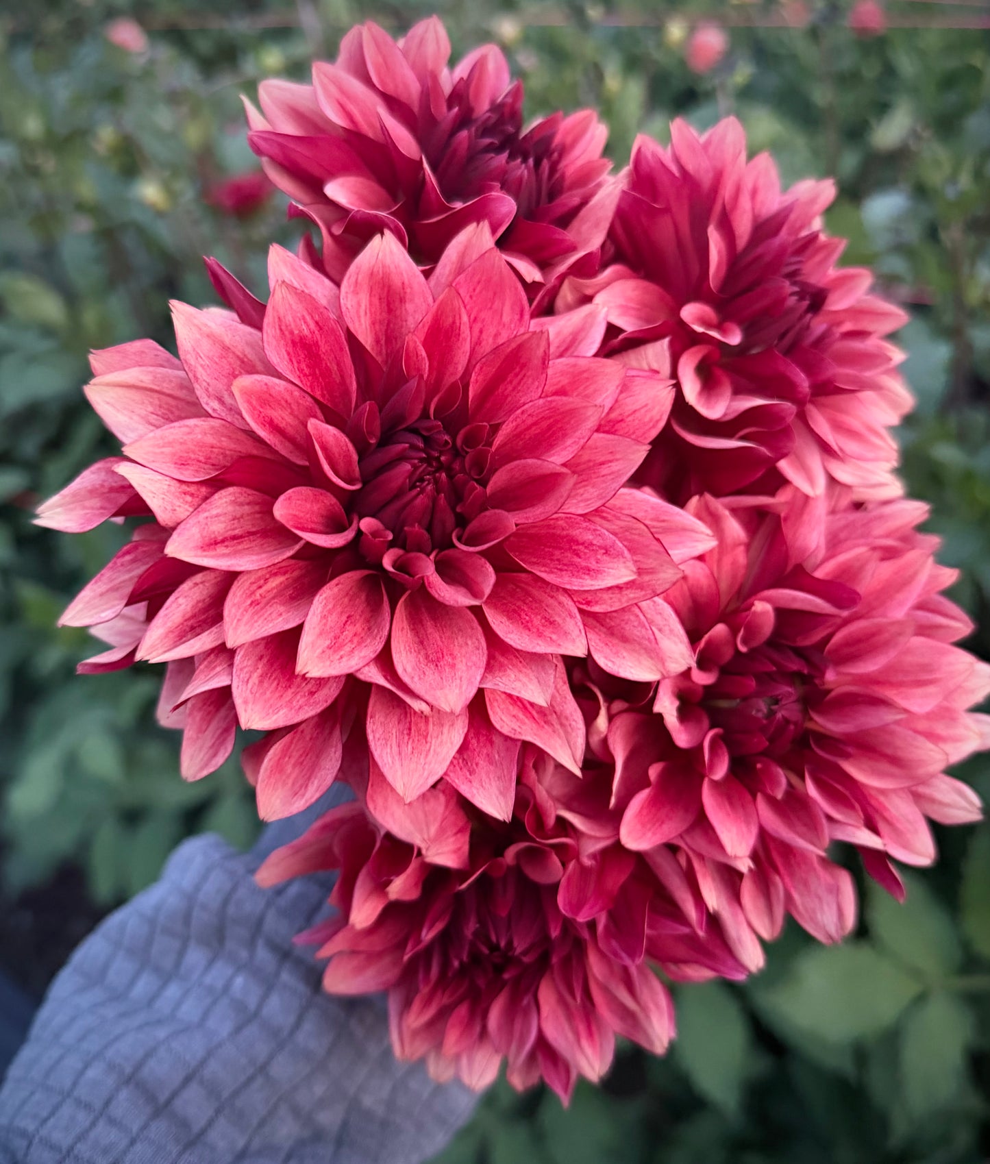 Starlit Russet Potted Cutting