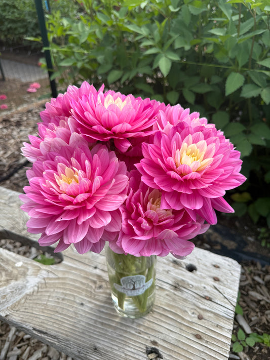 Hollyhill Pink Martini